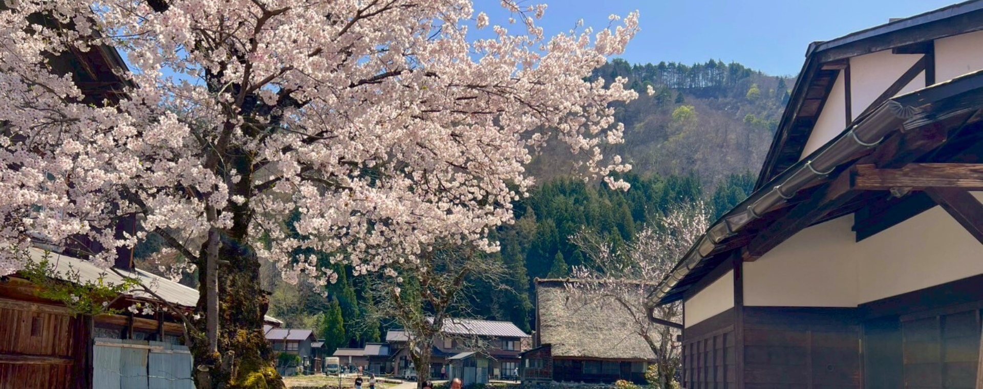 日本北陸賞櫻8日